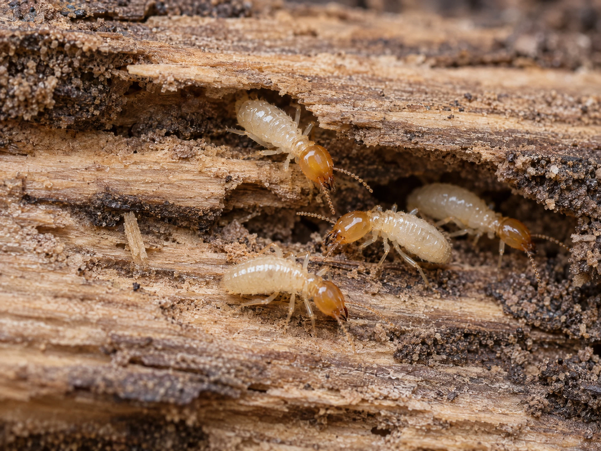 Illustrative worker termites on weathered wood; not an actual Rojek inspection